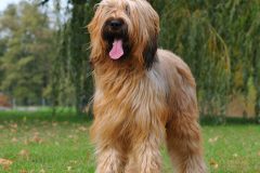 Hugo