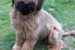 Hugo x Luca vom Vossberg