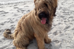 Hugo x Luca vom Vossberg