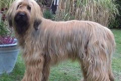 Hugo x Luca vom Vossberg