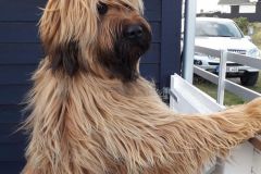 Hugo x Luca vom Vossberg