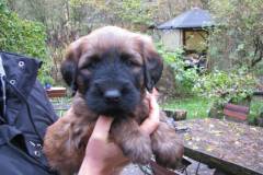 Hugo x Luca vom Vossberg