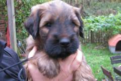 Hugo x Luca vom Vossberg