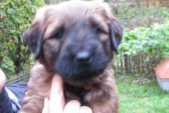 Hugo x Luca vom Vossberg