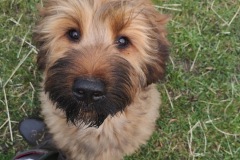 Hugo x Luca vom Vossberg