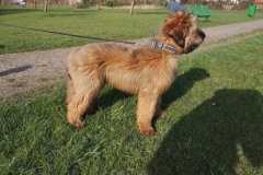 Hugo x Luca vom Vossberg