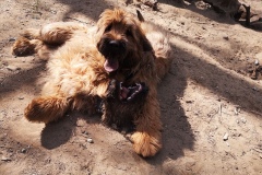 Hugo x Luca vom Vossberg