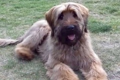 Hugo x Luca vom Vossberg