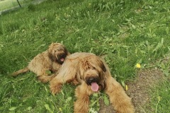 Hugo x Luca vom Vossberg