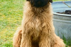 Hugo x Luca vom Vossberg