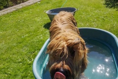 Hugo x Luca vom Vossberg