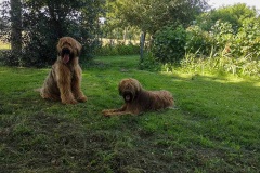 Hugo x Luca vom Vossberg