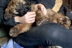 Hugo x Luca vom Vossberg