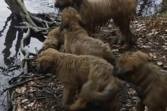 Hugo x Luca vom Vossberg