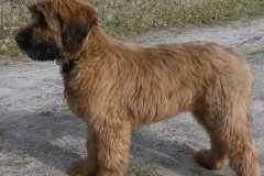 Hugo x Luca vom Vossberg