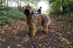 Hugo x Luca vom Vossberg