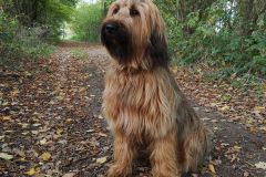 Hugo x Luca vom Vossberg